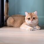 HouseCharlem_Hera (MOM) 1
